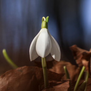 profumi di primavera
