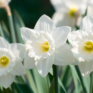 profumi di primavere: narciso