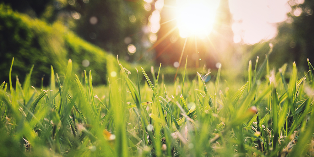 I Profumi della primavera
