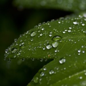 i profumi della primavera